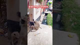 কুষ্টিয়া শহরে মুখপোড়া হনুমান।খাবারের সন্ধানে কুষ্টিয়ার লোকালয়ে হনুমান।হনুমান এলো বাসার সামনে।