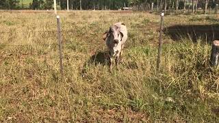 baby cow in the pastures