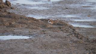 junge Sandregenpfeifer Döllnitzsee Wermsdorf