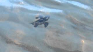 Caretta hatchling swims off into the sea!