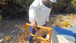 BAL ORMANLARI ANTALYA KAŞ#VARROA MÜCADELESİ FORMİK ASİD KULLANIMI#ARI BAKIMI#arıcılık #beekeeping