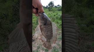 tilapia no anzol do viciado #pesca #shorts