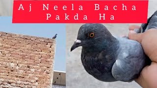 Aj Neela Bacha Pakda Ha | M Asad Birbs | #MAsadBirds #Kabutar #Pigeon