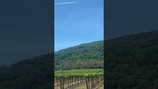 Beautiful vineyards Napa valley California #beautiful #greenery