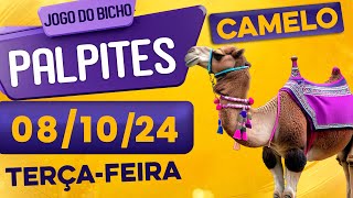 PALPITE DO DIA 08/10/2024 - JOGO DO BICHO 🍀 TODAS AS LOTERIAS 🍀