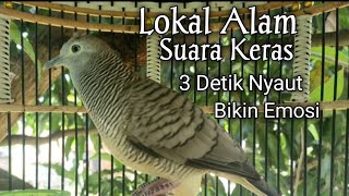 Pancingan Perkutut Lokal Alam Sekali Putar Langsung Ikut Bunyi