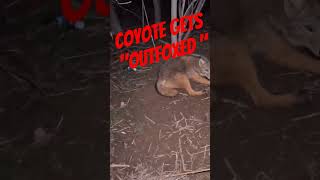 "flashback"- fox trapping a coyote, caught in two sets!! #Lonebowhunter™️ #predator management