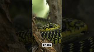 An African Snake Boomslang #information #didyouknow #youtubeshorts #snake #boomslang