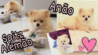 Meu Pet Spitz Alemão Anão + Comprinhas