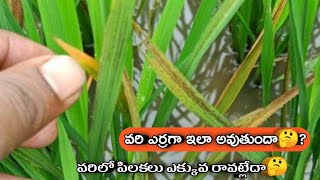 వరి ఆకులు ఎర్రగా మారుతున్నాయ  || zinc deficiency in paddy