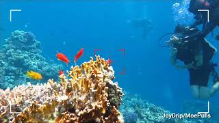 GOING UNDERWATER IN EGYPT!