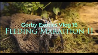 Feeding Marathon II - Gorby Exotics Vlog 16