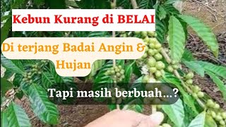 kondisi kebun kurang di belai, terserang angin tapi masih berbuah.