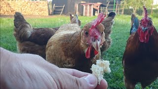 Chickens eating bread