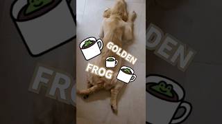 KaVa - Golden FROG Retriever odgłosy żab chillout latem