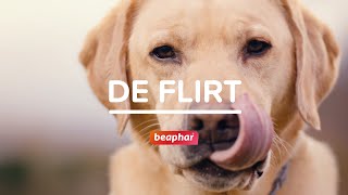 Beaphar Canishield | De Flirt