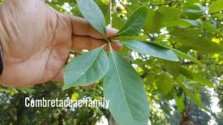 Terminalia calamansanai (Blanco) Rolfe