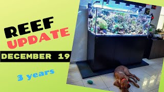 Drei Jahre Standzeit, großer Umbau und neue Korallen (Reef Update December 2019)