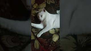 Si ciko lagi tidur pulas tiba tiba terbangun#kucingkampung#hewanpeliharaan