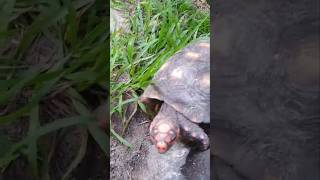 There is evidence that tortoises are very intelligent