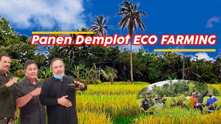 Panen Padi Demplot ECO FARMING