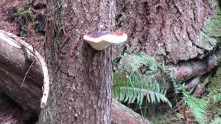 The bracket fungus