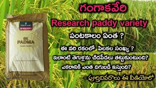 Ganga kaveri Research paddy variety padma full information in telugu || గంగాకావేరి పద్మ వరి రకం