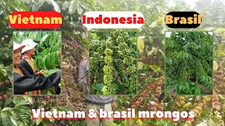 brasil & Vietnam mrongos jika melihat buah kopi di lampung