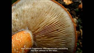 Tricholoma aurantium. Champimaginatis. English Text.