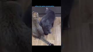 #video de #gatos#engraçados shorts