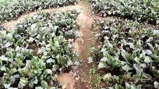 beetroots live Agriculture solutions Ooty's broadcast