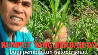 penyiangan rumput bibit sawit