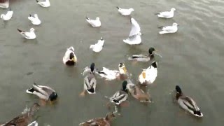 Feeding wildfowl on the bank at Henley on Thames