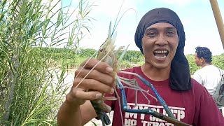 Udang galah ngamuk || Gaff shrimp