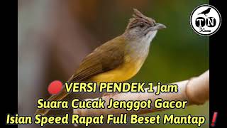 🔴 VERSI PENDEK 1 jam Suara Cucak Jenggot Gacor Isian Speed Rapat Full Beset Mantap❗️