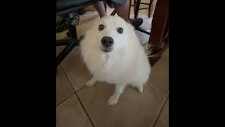 Sweet American Eskimo Dog