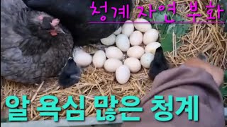 청계부화#알욕심많은청계#Cheonggye, greedy for work#농사유튜버