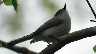 Blue-gray Gnatcatcher