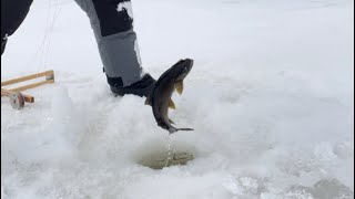 Moosehead Lake catching Togue lake trout at 15 feet #shorts #fishing