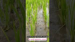 #shorts #youtube #రైతు సలహాదారుడు #agri #farmer #rythu #teluguraithu tips #best shorts #agriculture