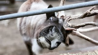 Reindeer 🦌 Festival @ Cougar Mountain Zoo