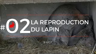 LA REPRODUCTION DU LAPIN │LFDT #02