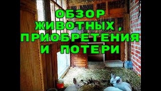 НОВЫЕ ПИТОМЦЫ, ОБЗОР ВСЕЙ ЖИВНОСТИ, БОЛЬШАЯ ПОТЕРЯ У КРОЛИКОВ.