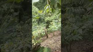 Kebun kopi di perbukitan