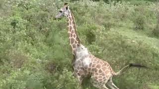 Saving injured giraffe and giving them a second chance at life | Animal rescue compilation