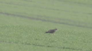 Merlin mit Beute bei Paschwitz - Doberschütz - Falco columbarius