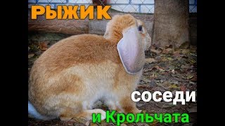 Новый домик крольчат, Рыжик гуляет, соседи...