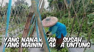 Suasana berkebun, dan proses mengikat daun sayuran