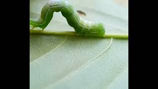 The Green Garden Looper (Chrysodeixis eriosoma) Caterpillar #caterpillar #loop