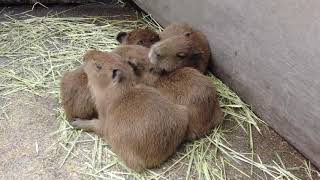 capybara hewan santuy #video #animal #wildlife #masbro